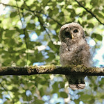 owl-barred-strix-varia-juvenile-branch-looking-at-declan-travis